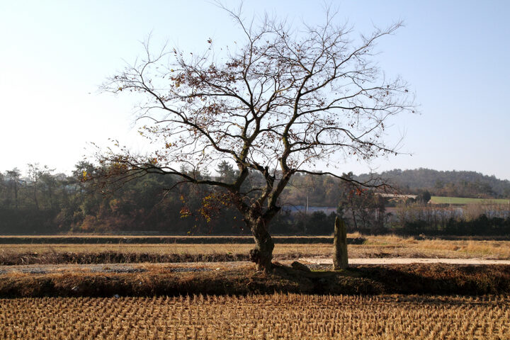 무안 발산마을 미륵당산