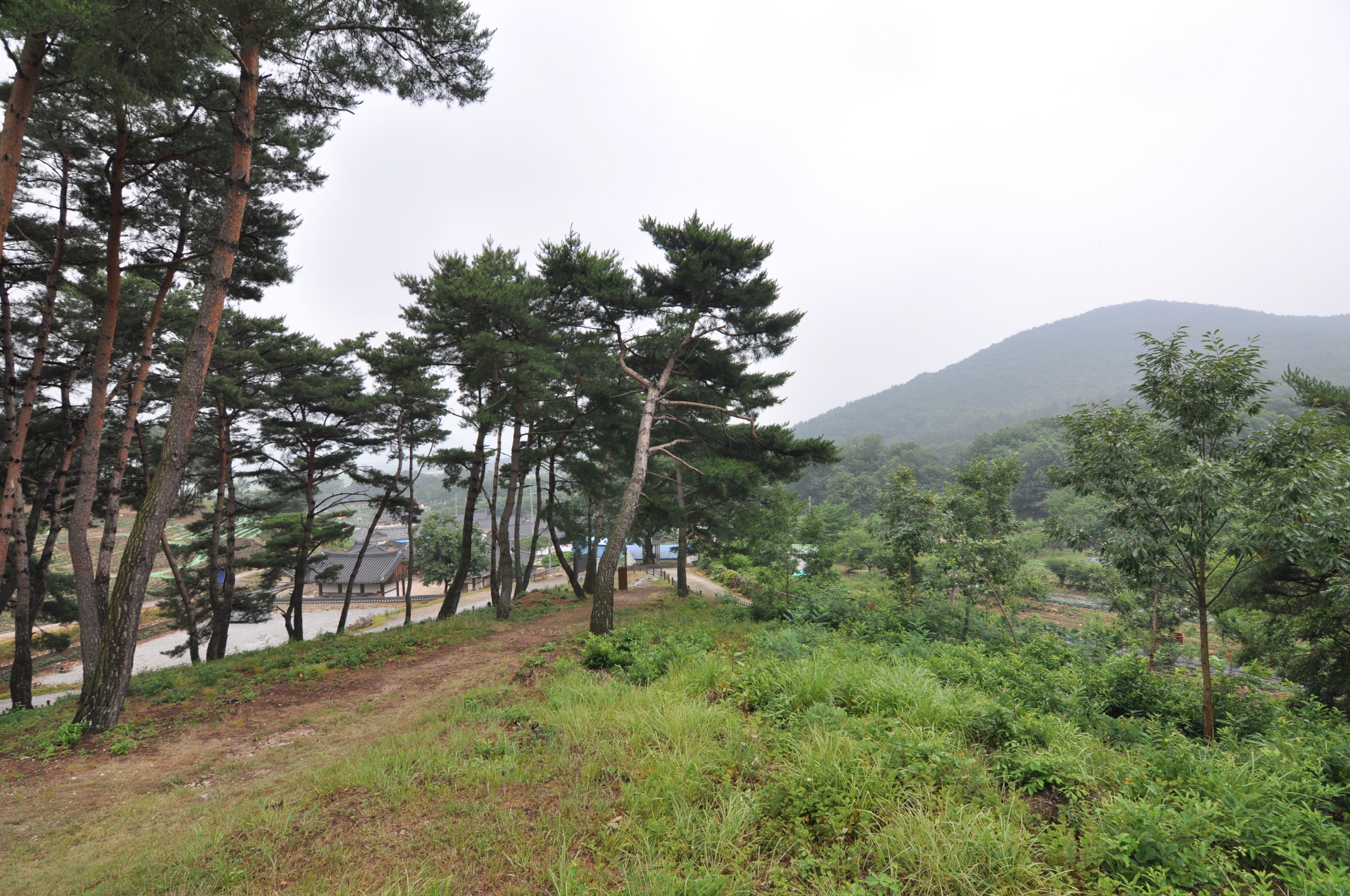 경주 진흥왕릉 진입부 전경 (고도보존육성과, 2017)