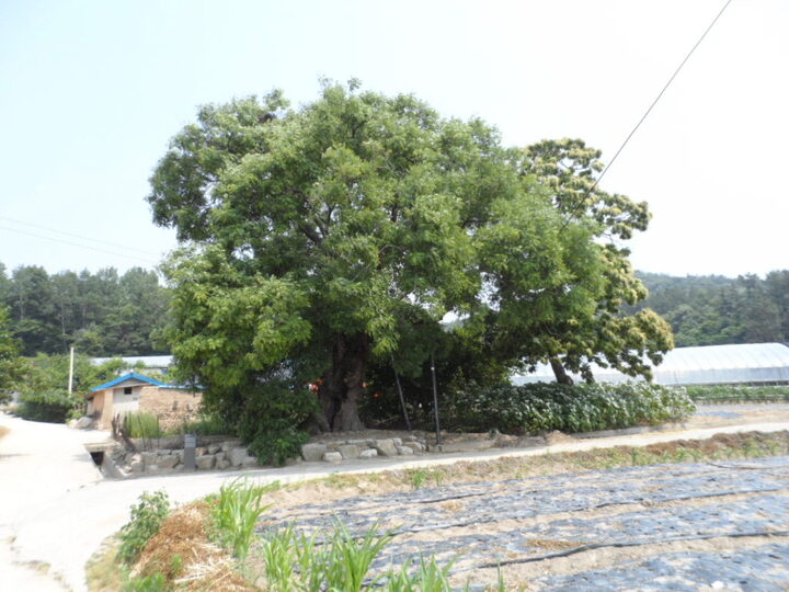 영광 군서 회화나무(가사리 1주 전경) (유성원)