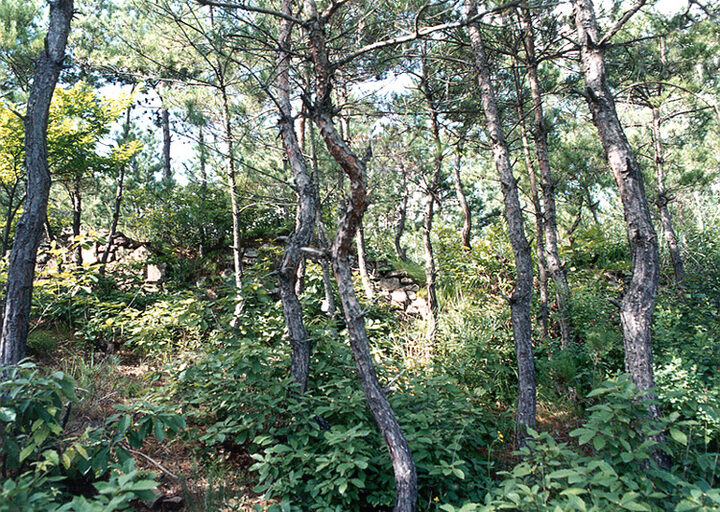 검산성