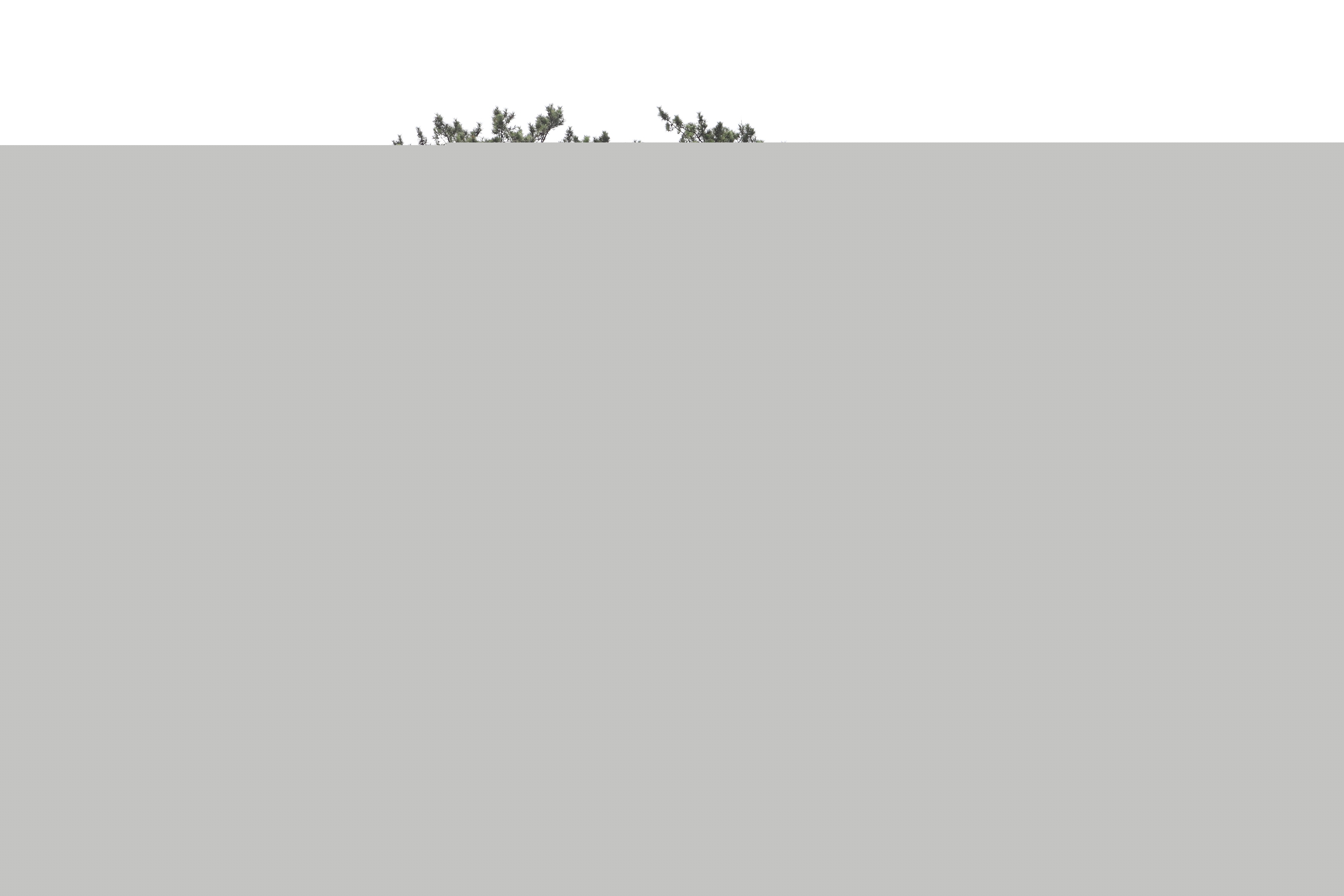 무안용정리곰솔_전경 (촬영년도 : 2015년)
