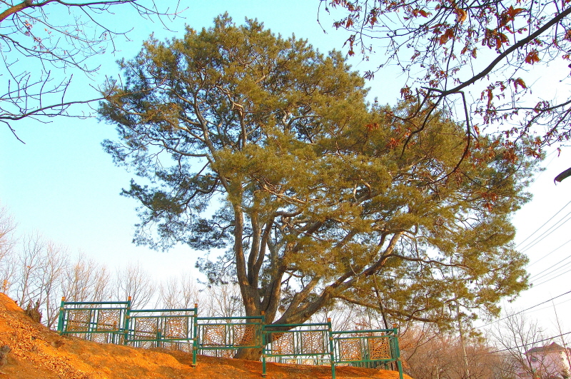 고양 송포 백송