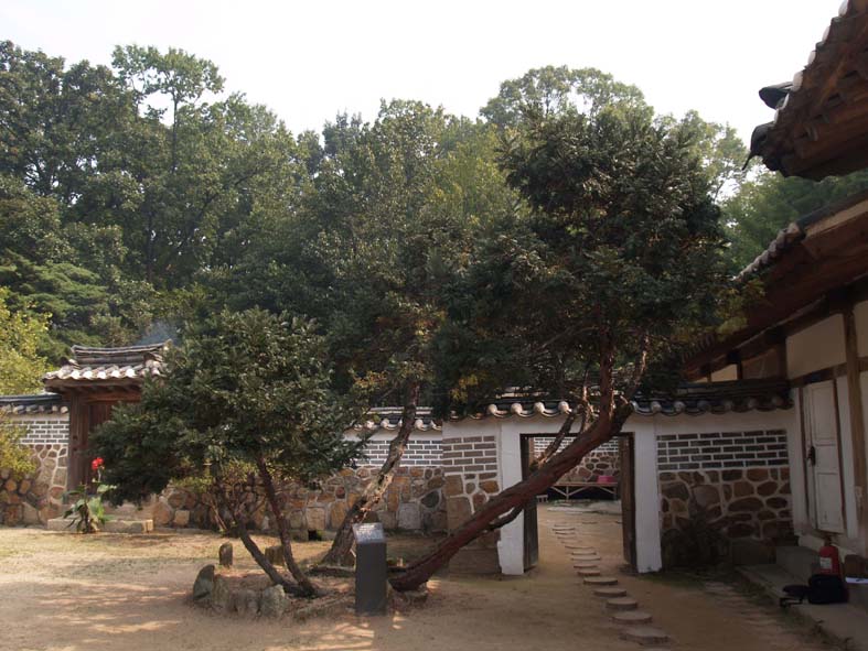 화성 융릉 개비자나무
