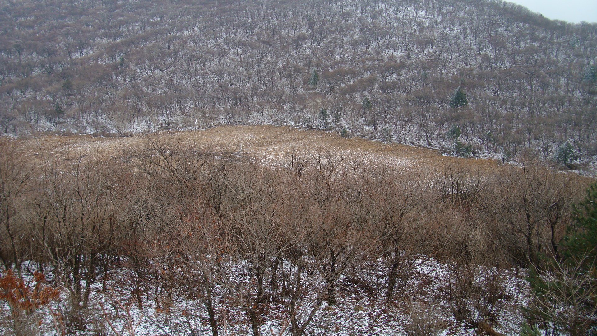 대암산 용늪