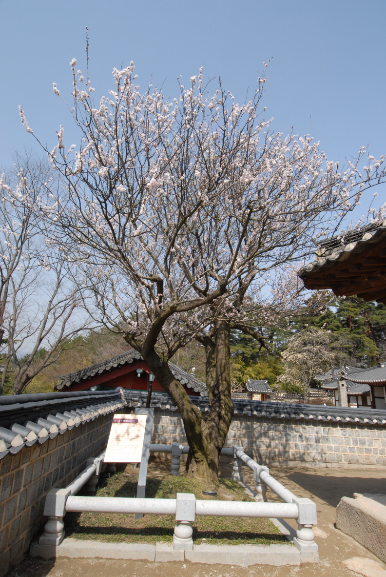 강릉 오죽헌 율곡매(촬영:문화재청)