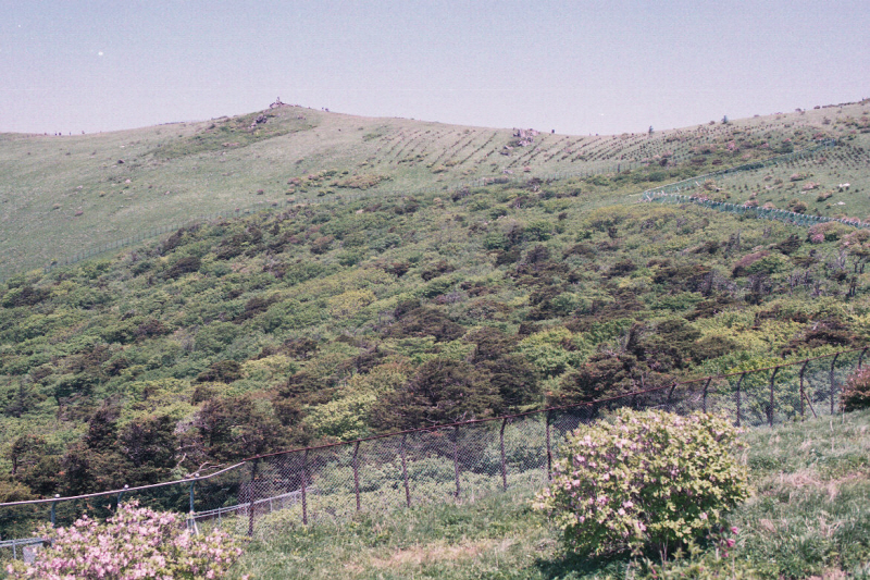 소백산 주목군락