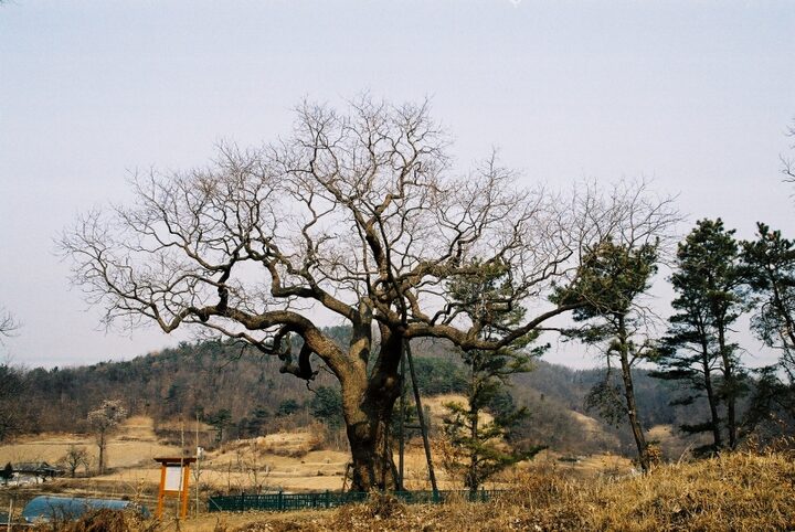 청주 공북리 음나무