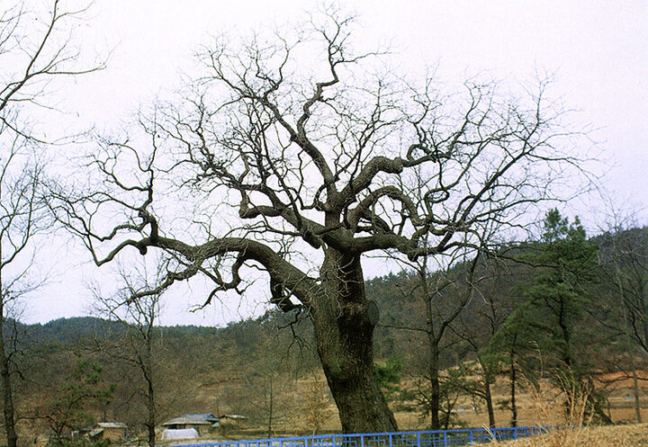 청주 공북리 음나무
