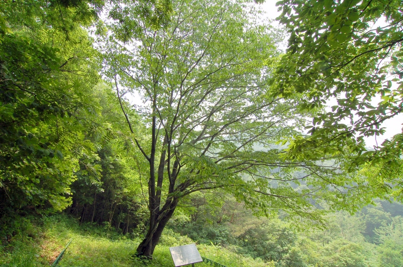 제원 송계리 망개나무