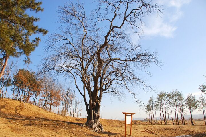 청주 연제리 모과나무