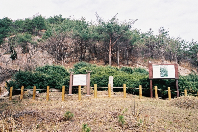 부안 중계리 꽝꽝나무군락