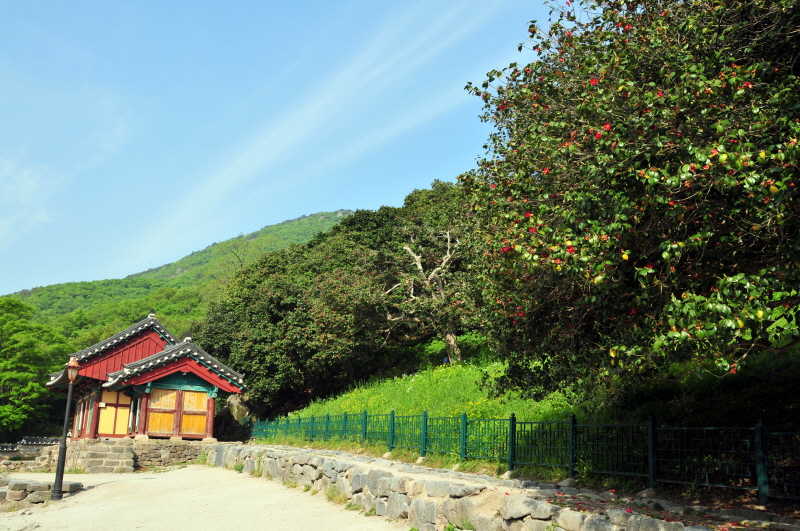고창 선운사 동백나무 숲