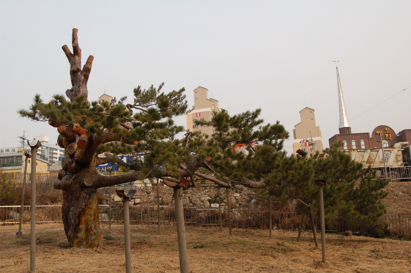 전주 삼천동 곰솔