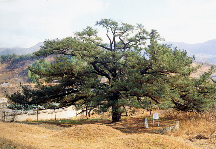 전주삼천동의곰솔