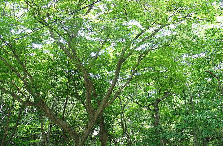 고창은사리단풍나무숲