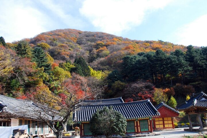 고창 문수사 단풍나무 숲