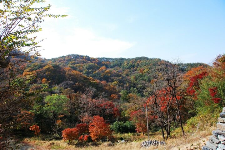 고창 문수사 단풍나무 숲