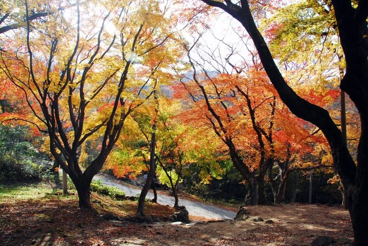 고창 문수사 단풍나무 숲
