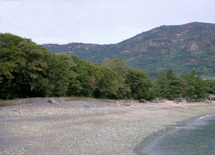 예송리의상록수림