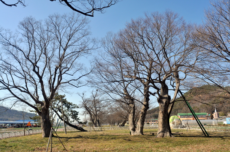 함평 향교리 느티나무·팽나무·개서어나무 숲