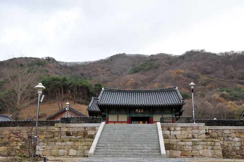 영광 불갑사 참식나무 자생북한지