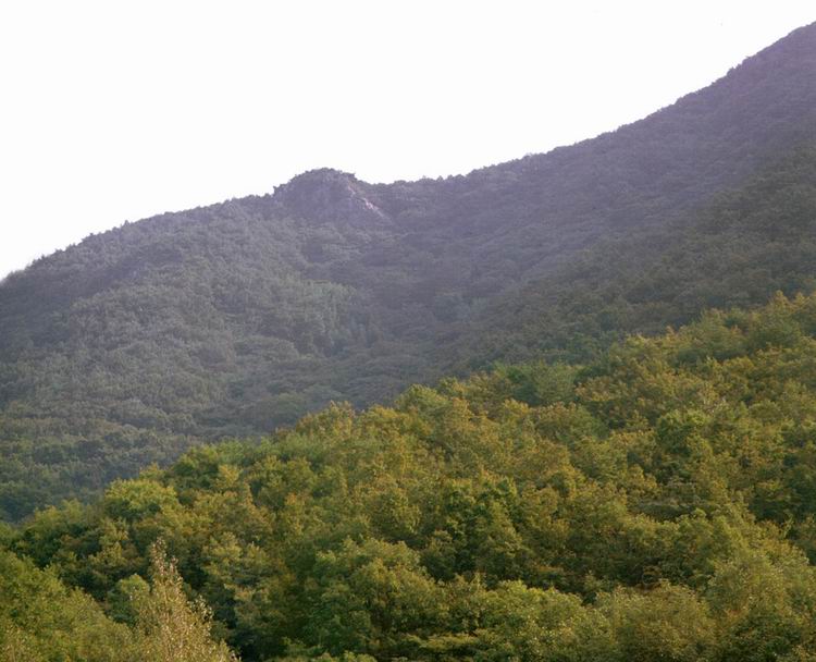 영광불갑면의참식나무자생북한지대