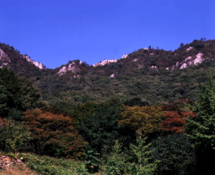 백련사의동백림