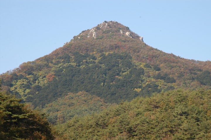 화순개천산 비자나무숲