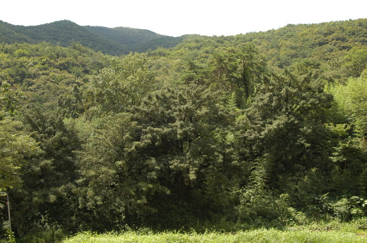 화순개천산 비자나무숲