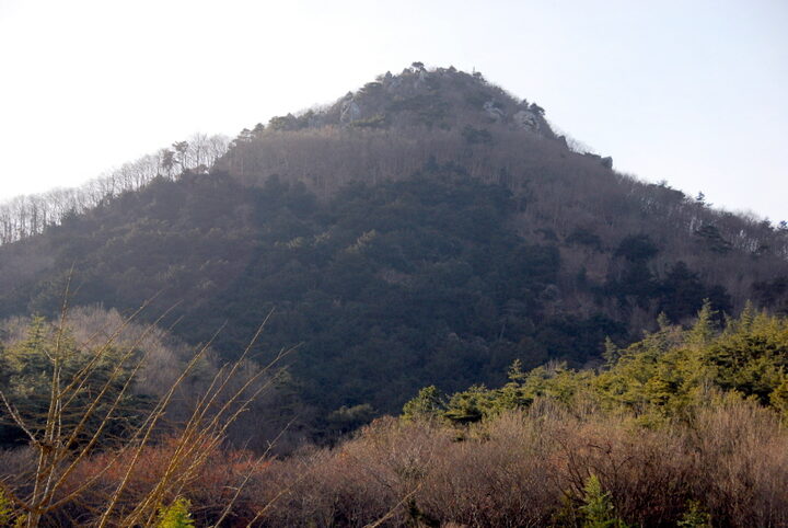 화순 개천사 비자나무 숲