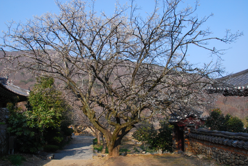 순천선암사 선암매