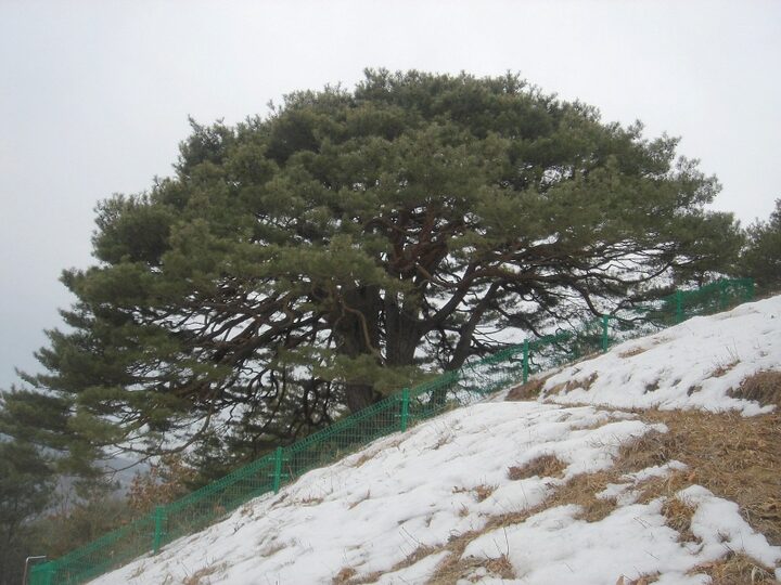 영양 답곡리 만지송