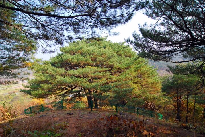 영양 답곡리 만지송
