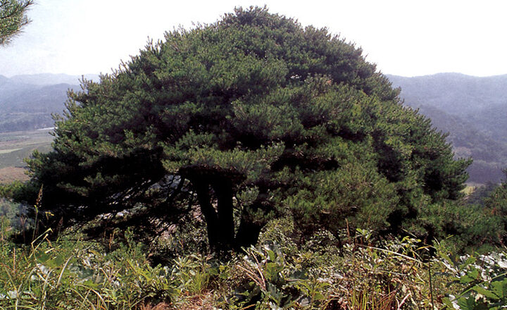 만지송전경