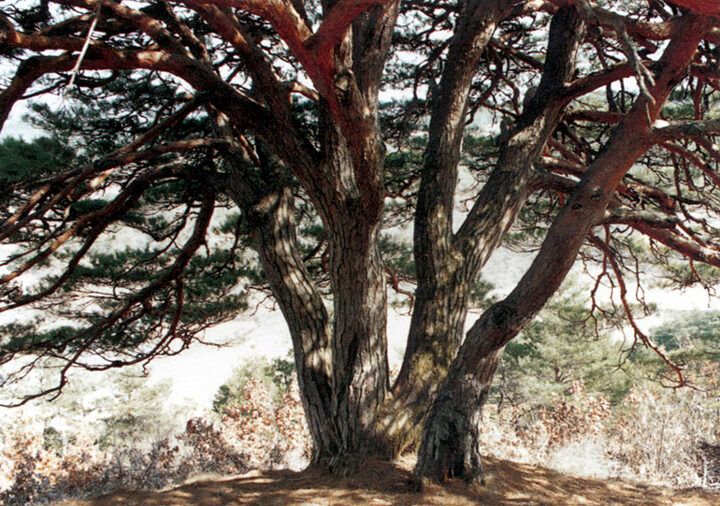만지송의줄기