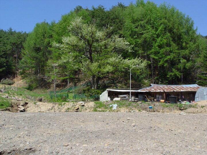 울진 쌍전리 산돌배나무