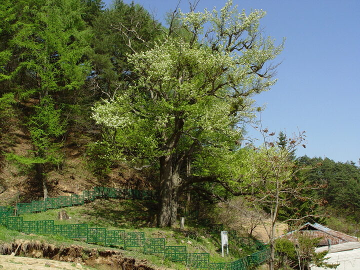 울진 쌍전리 산돌배나무