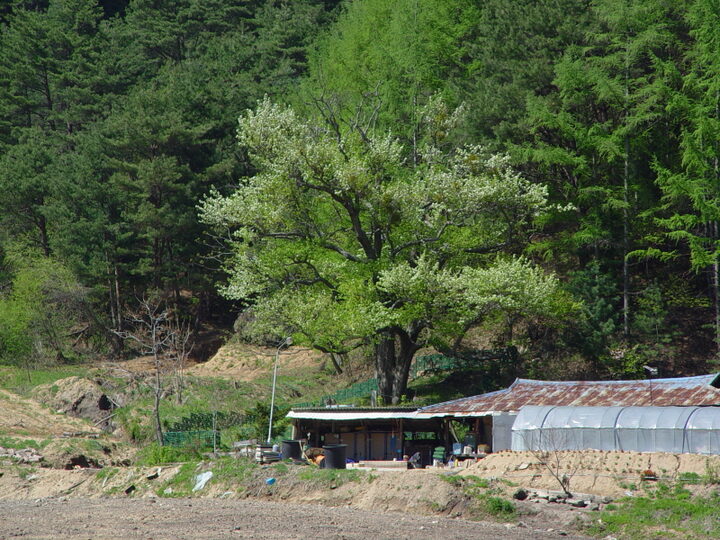 울진 쌍전리 산돌배나무