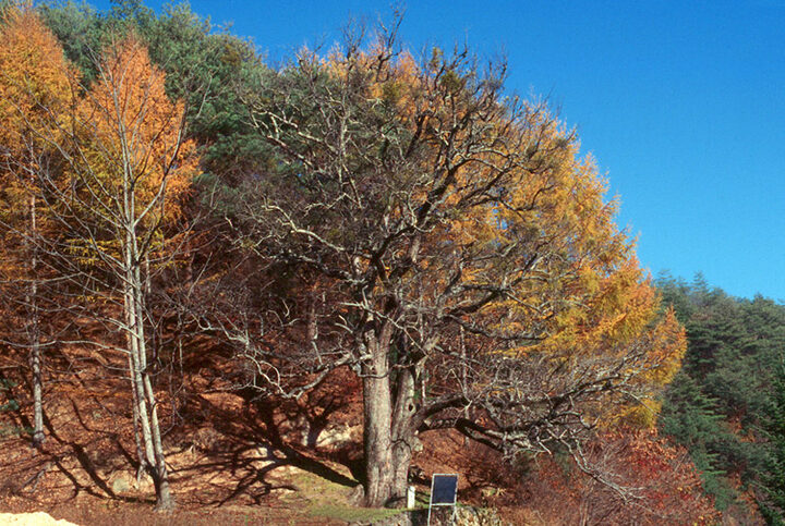 울진쌍전리의산돌배나무