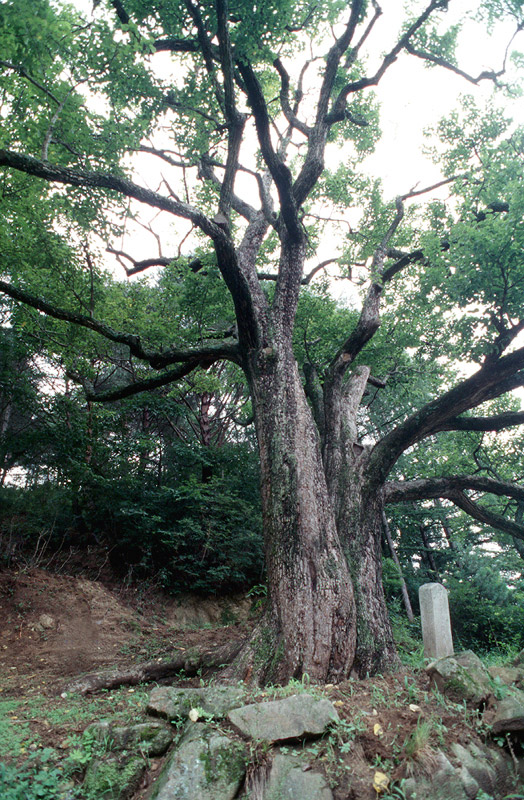 울진쌍전리의산돌배나무