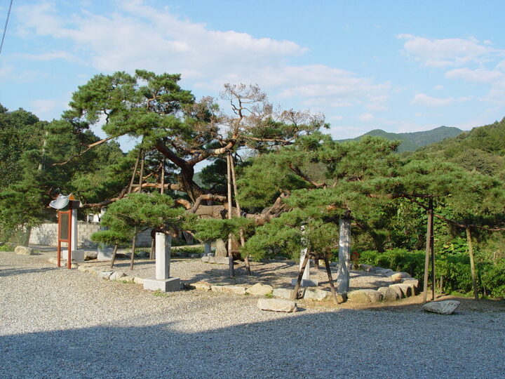 문경 대하리 소나무