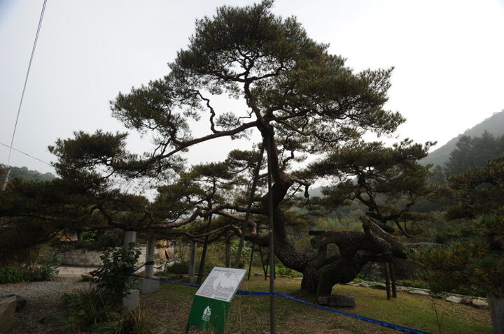 문경 대하리 소나무