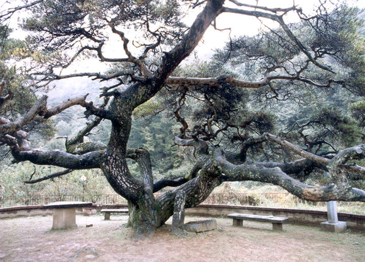 문경대하리의소나무