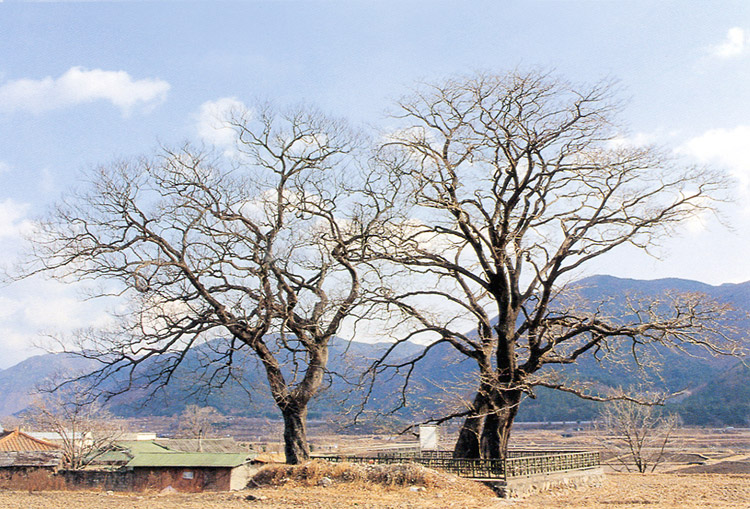 양산신전리의이팝나무(동절기)