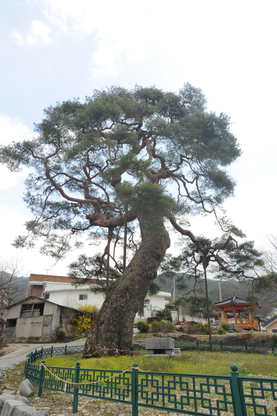 거창 당산리 당송(촬영:문화재청)