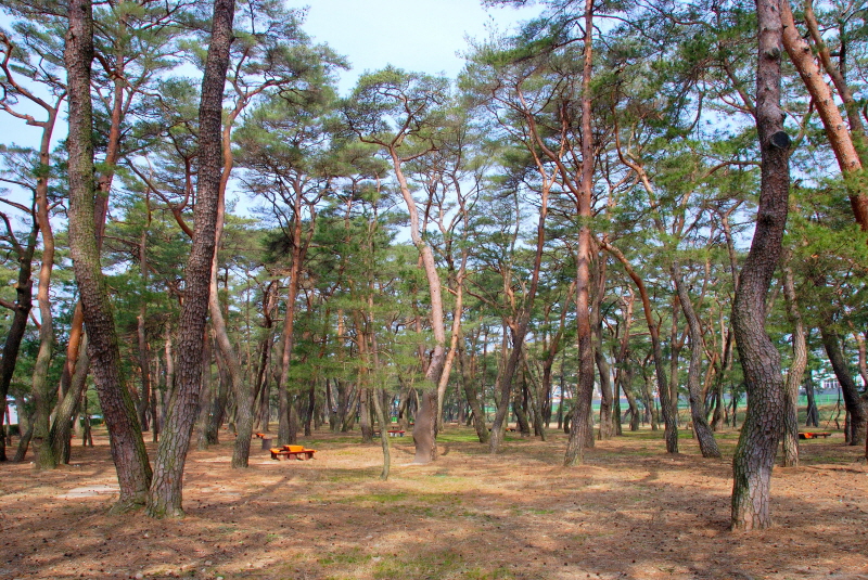 하동송림