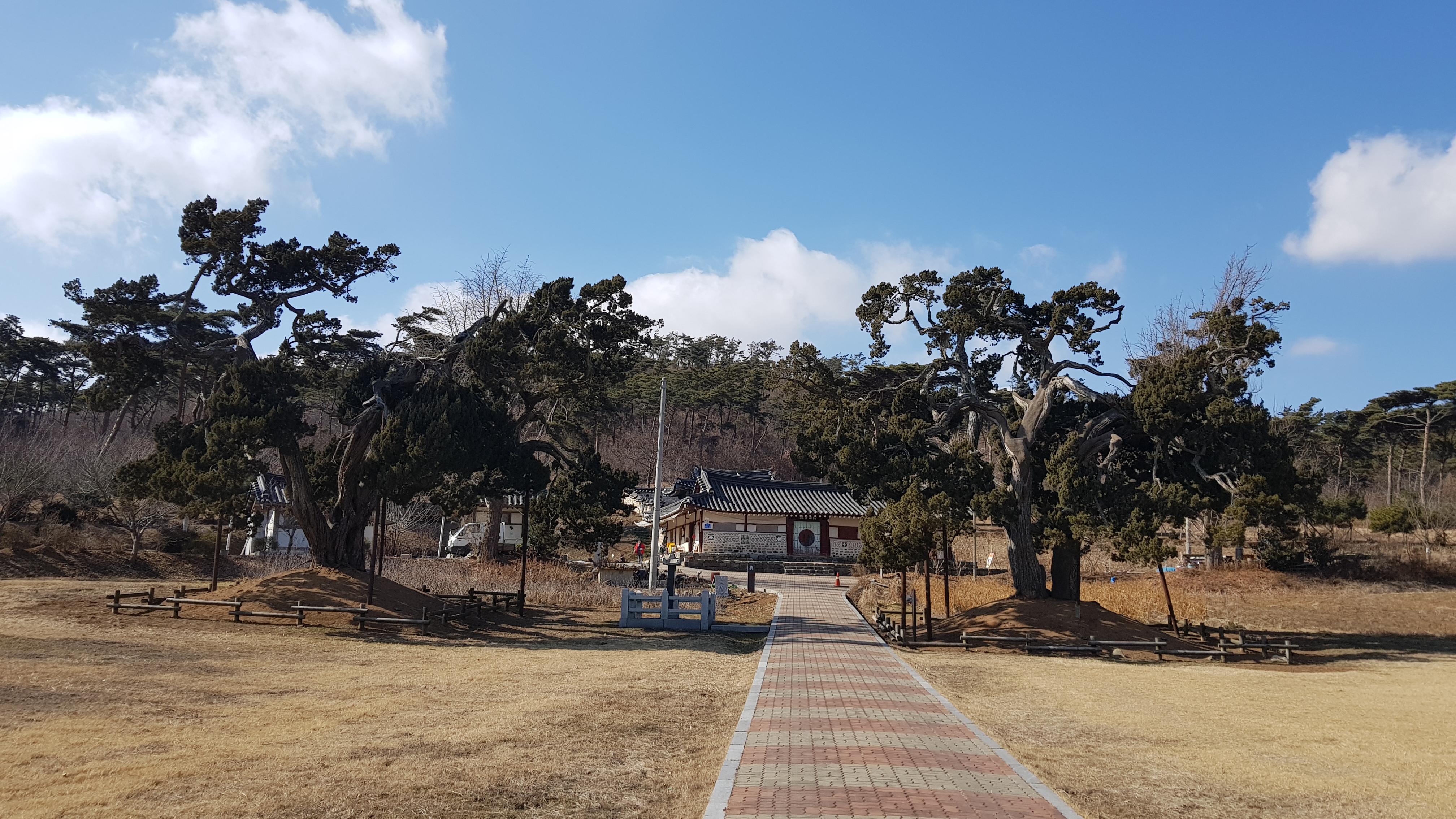 서산 송곡서원 향나무 전경