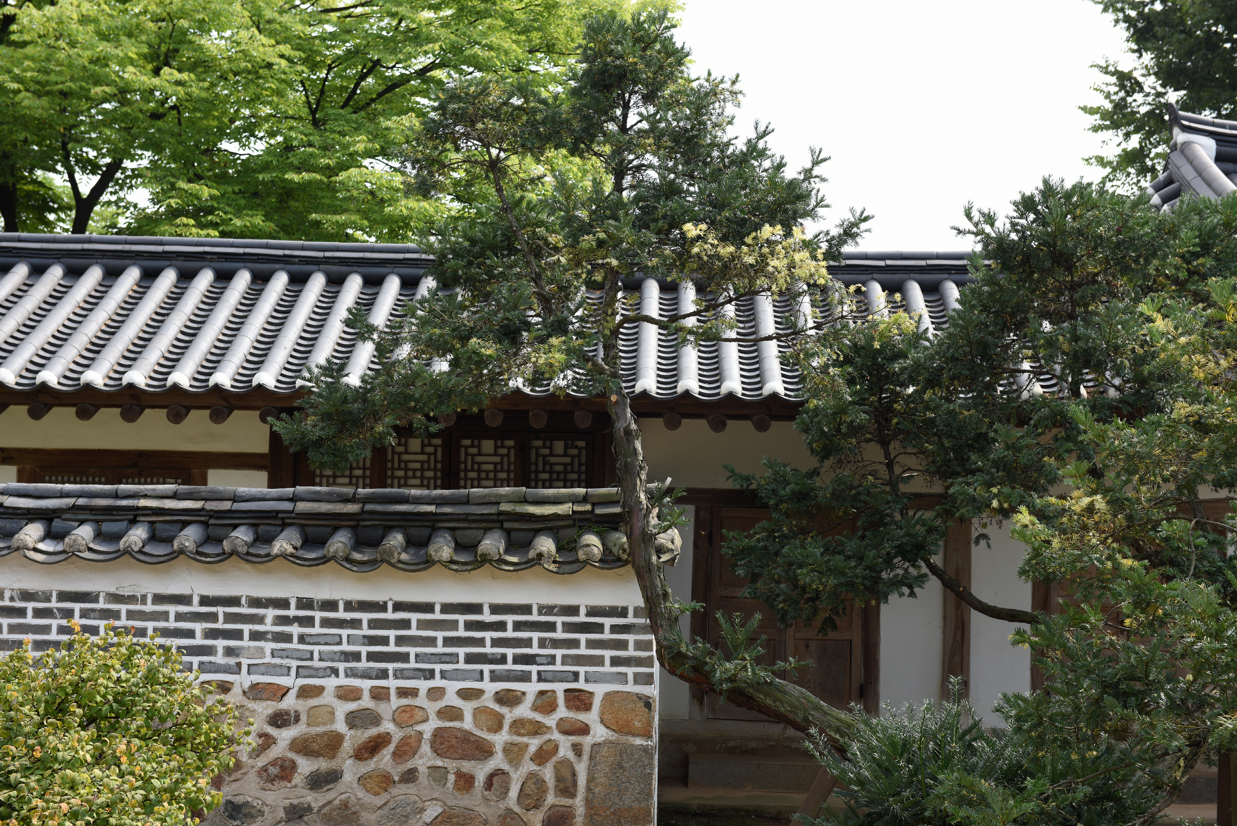 화성 융릉 개비자나무_상단줄기 (촬영년도 : 2015년)