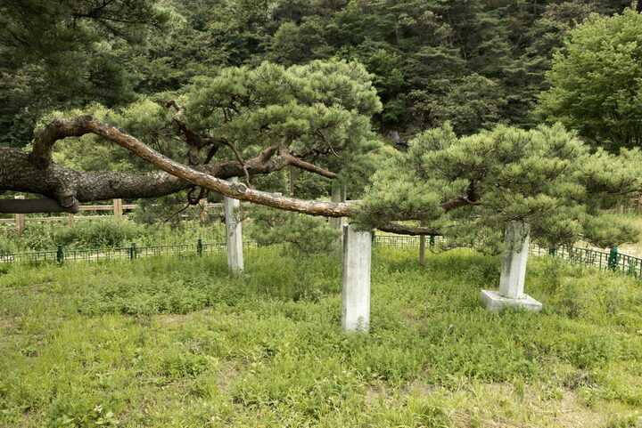 문경 대하리 소나무_끝 가지 (촬영년도 : 2015년)