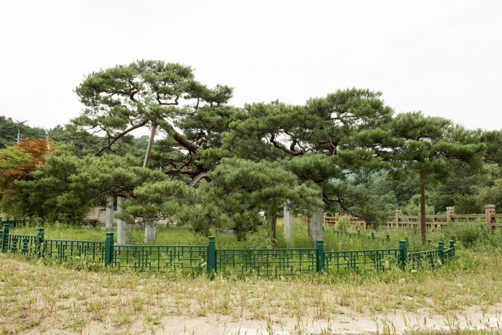 문경 대하리 소나무_원경 (촬영년도 : 2015년)